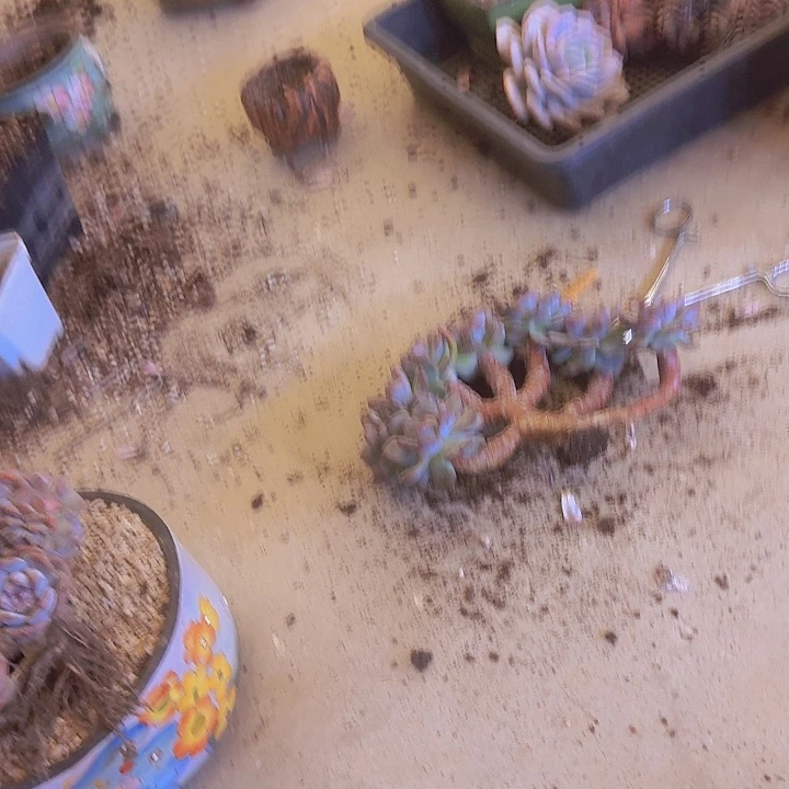 星颖树缀朵朵基因牛牛