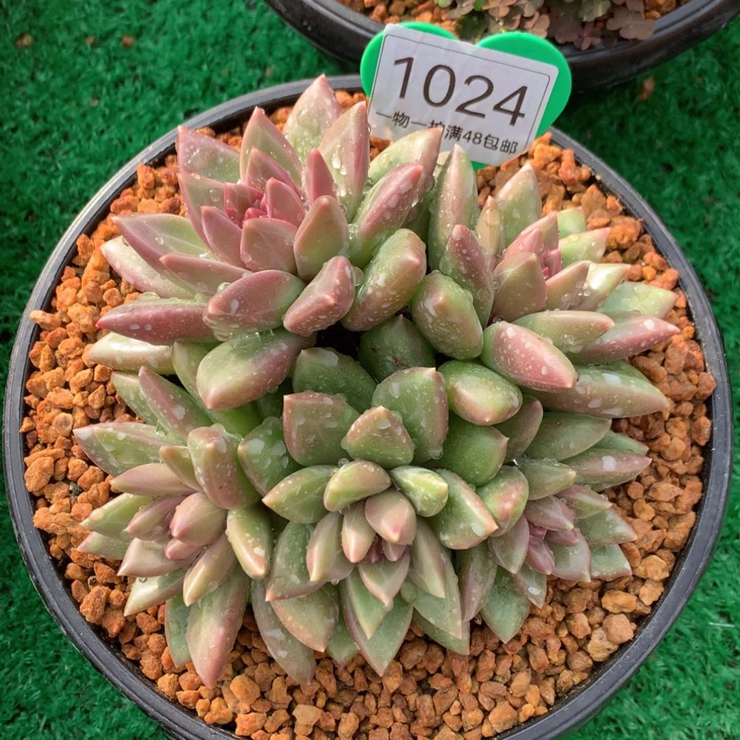 迷雾泡泡无砍平头1024