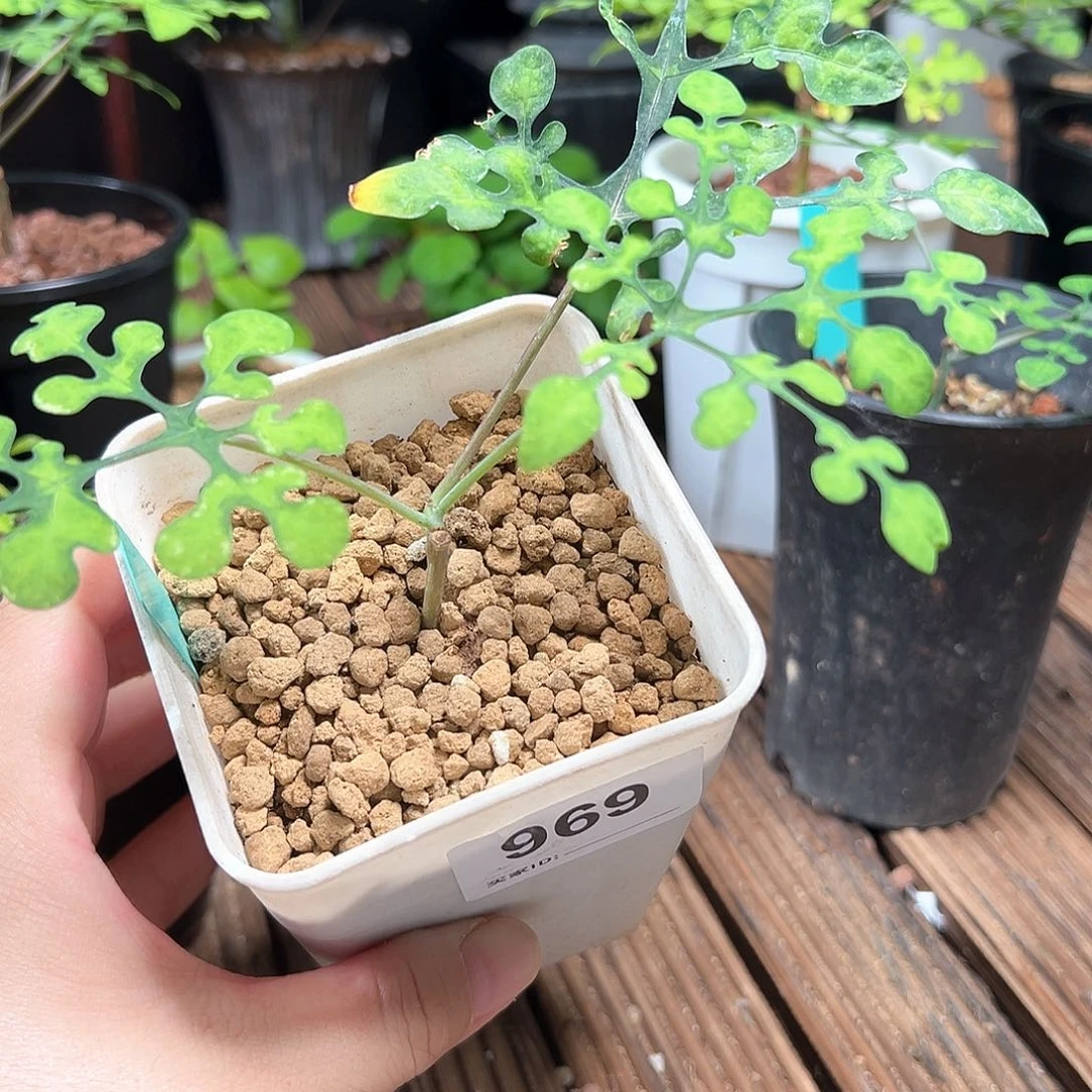 蛋***呀雪花西番莲带盆包邮