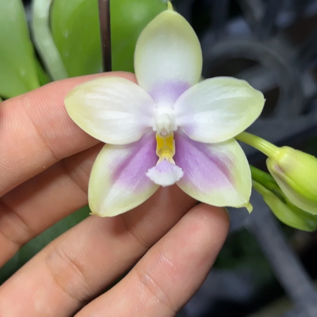 完全开放l167盲盒2.5