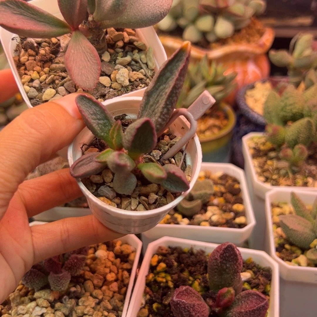 丽***丽不用来我就睡呀我的心