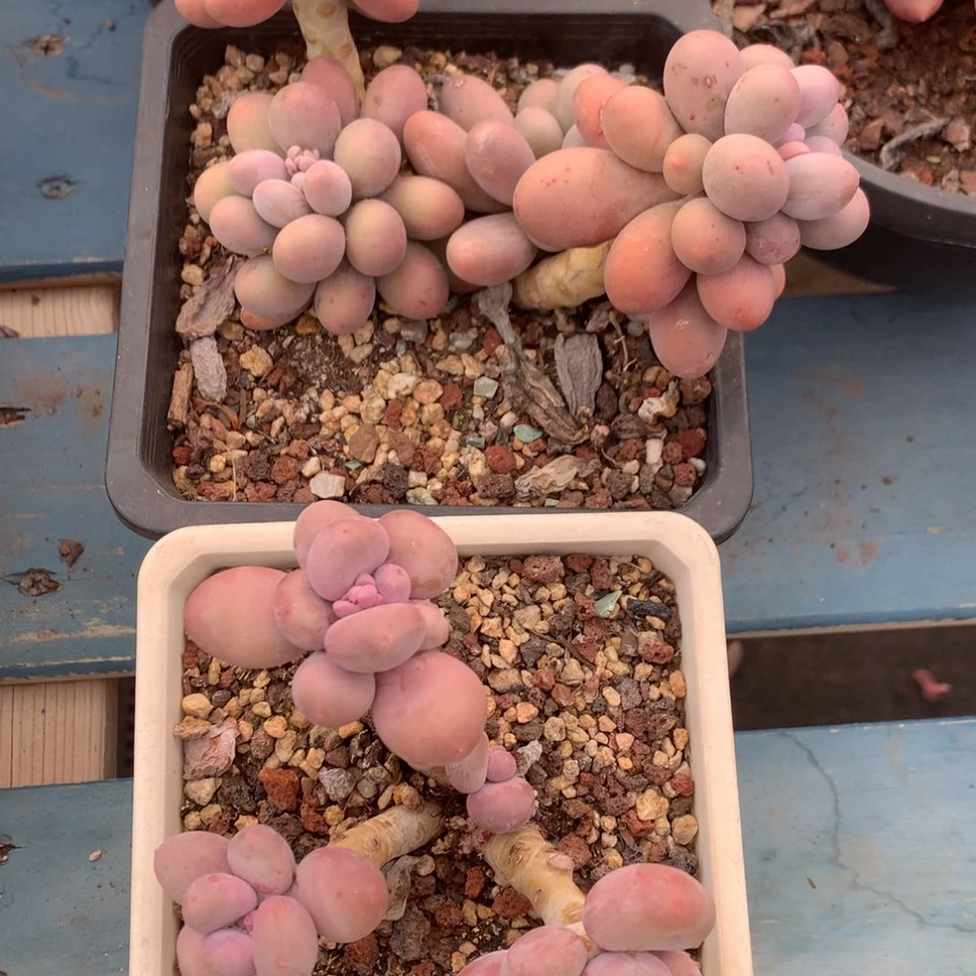 大叶汤圆和蛋黄奶老桩一物一拍