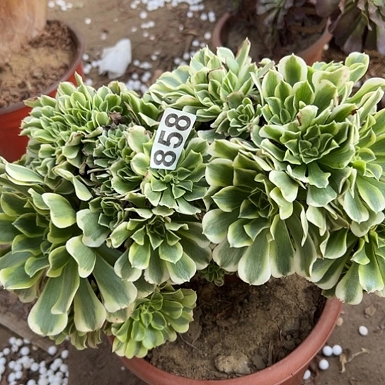 管***F多肉植物一个绿豆沙