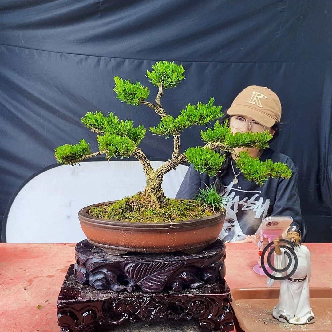 无花朵广东皱皮雀舌黄杨盆景