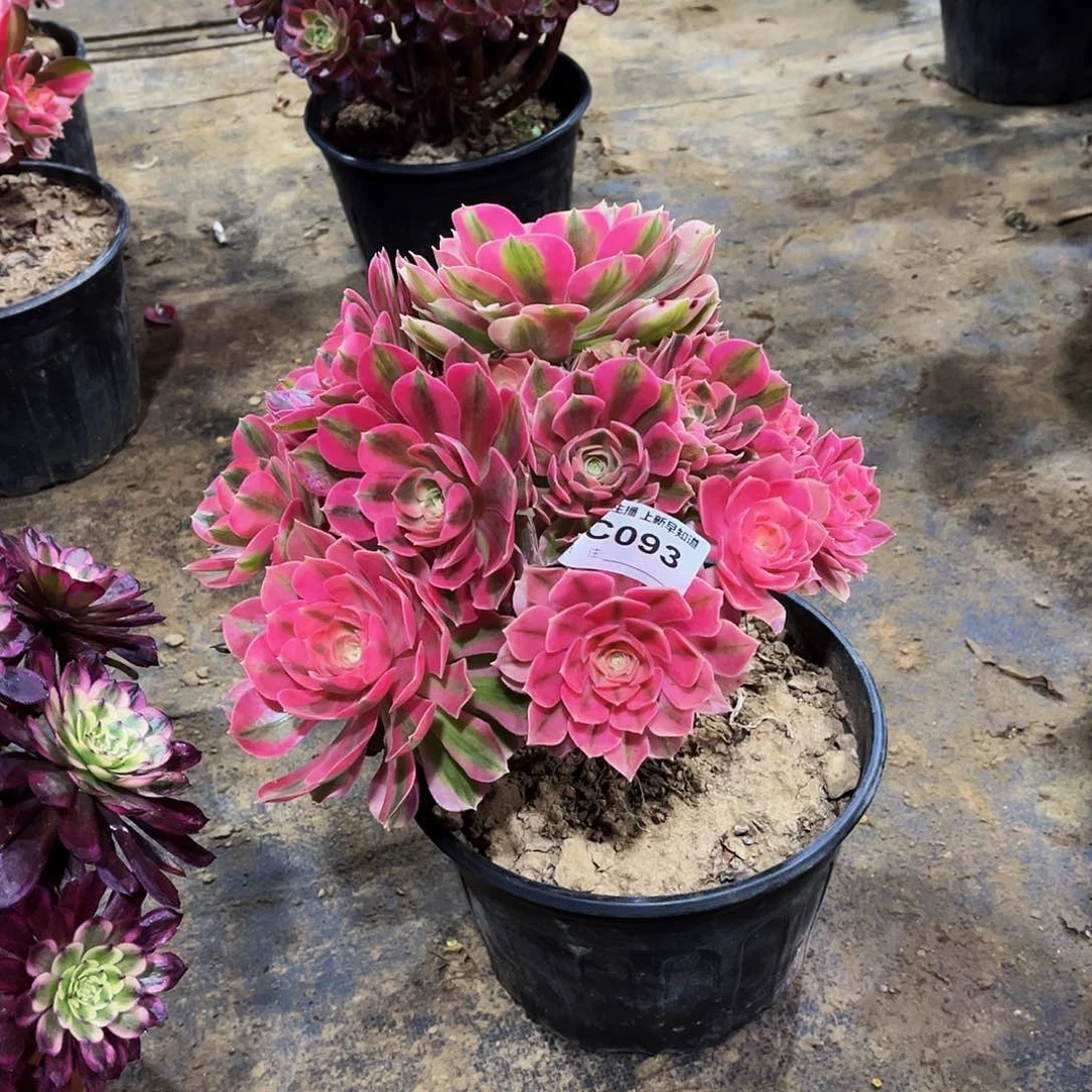 多肉093粉女巫法师