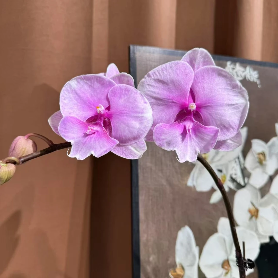 蝴蝶兰【迷雾】昆明基地直发