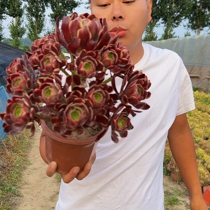 13.8欧嘉莉一棵包邮