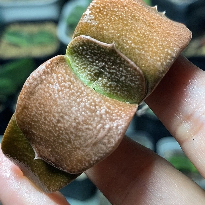 实生不带盆脱土发货