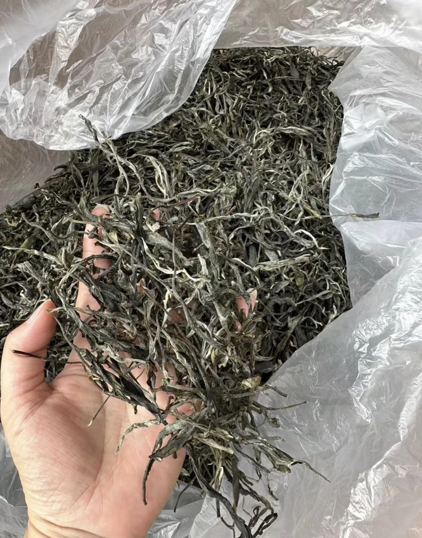 【A817】天门山2025年 头春乔木 普洱茶 生茶 散茶9月21日