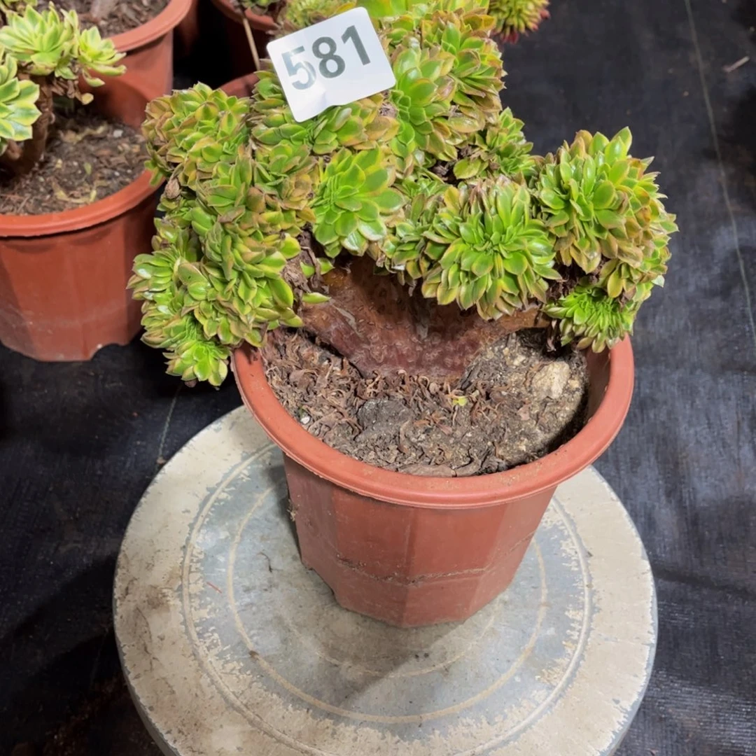 落***幕多肉植物满39包邮581不包损不满39发单头