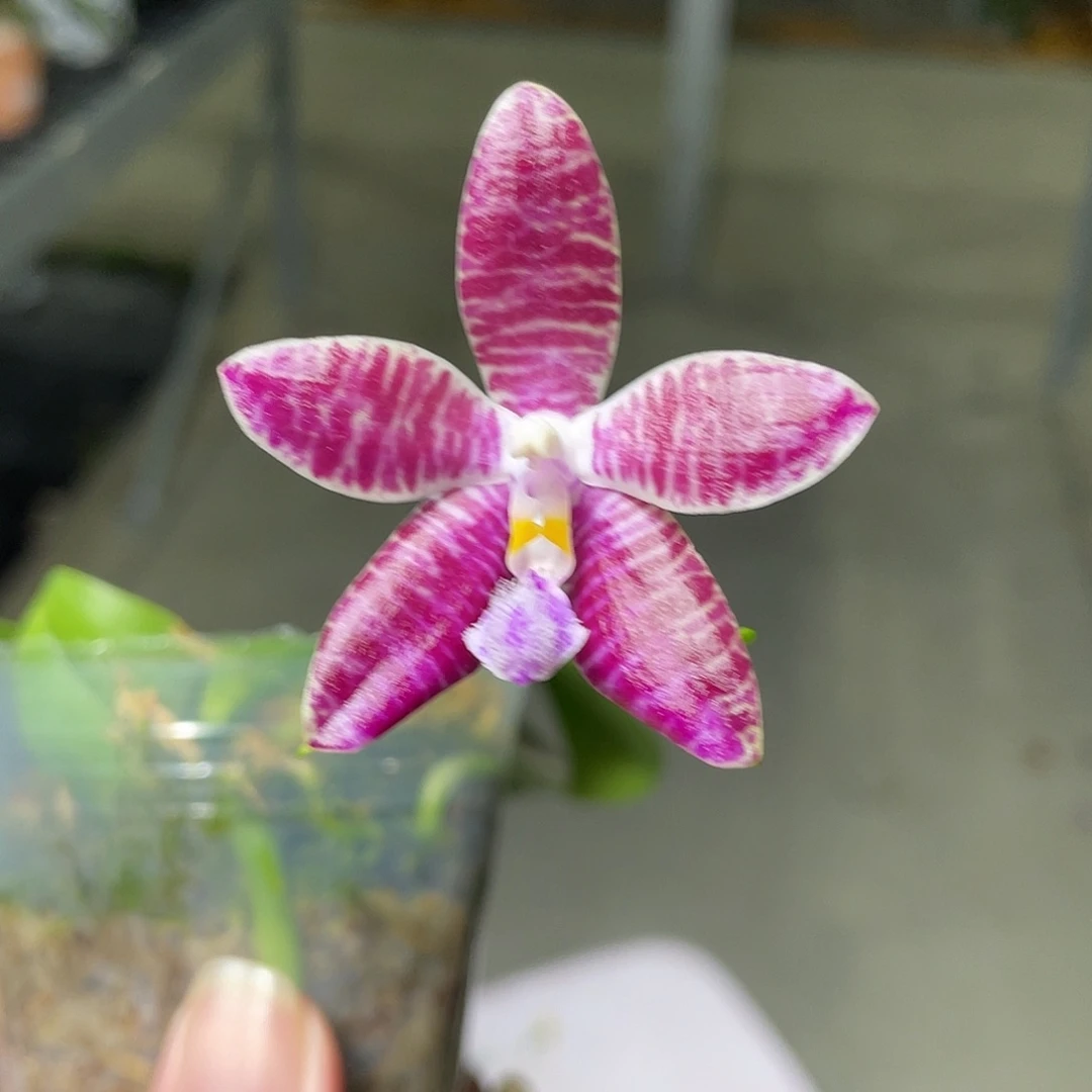 完全开放小红星 开花株 216号