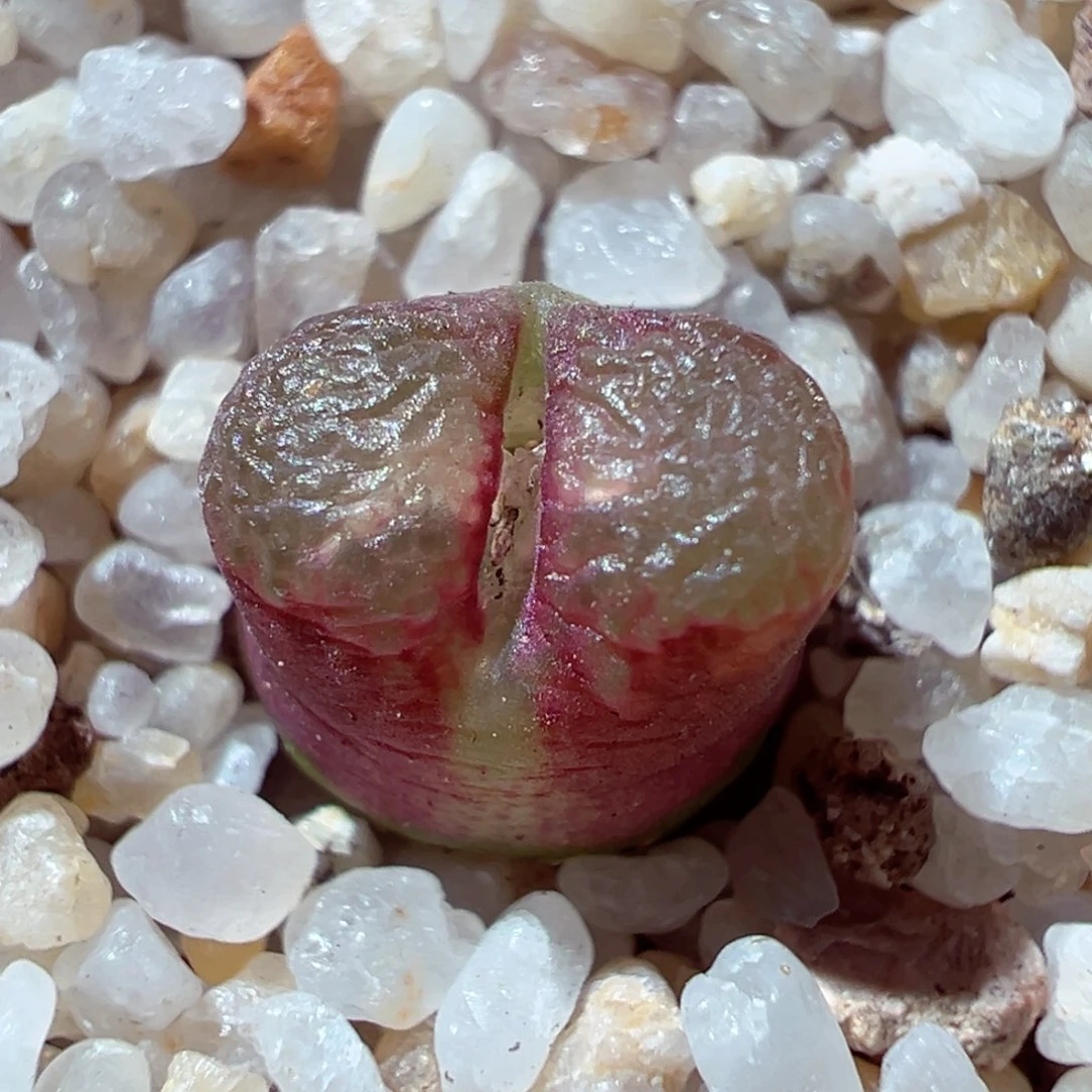 103-310多肉多日雪茄