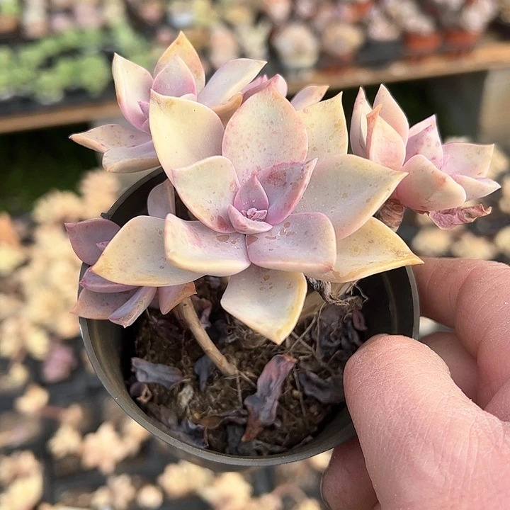 我*260多肉植物组合都不容易