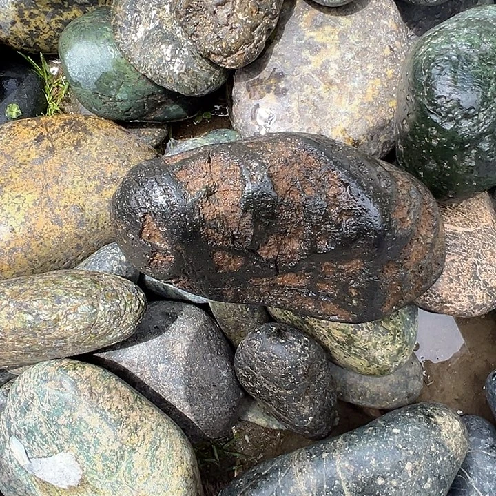 咖***啡东陵石手镯合金藏玉