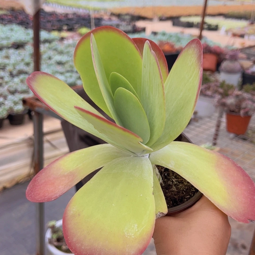 唐印大单头，120杯