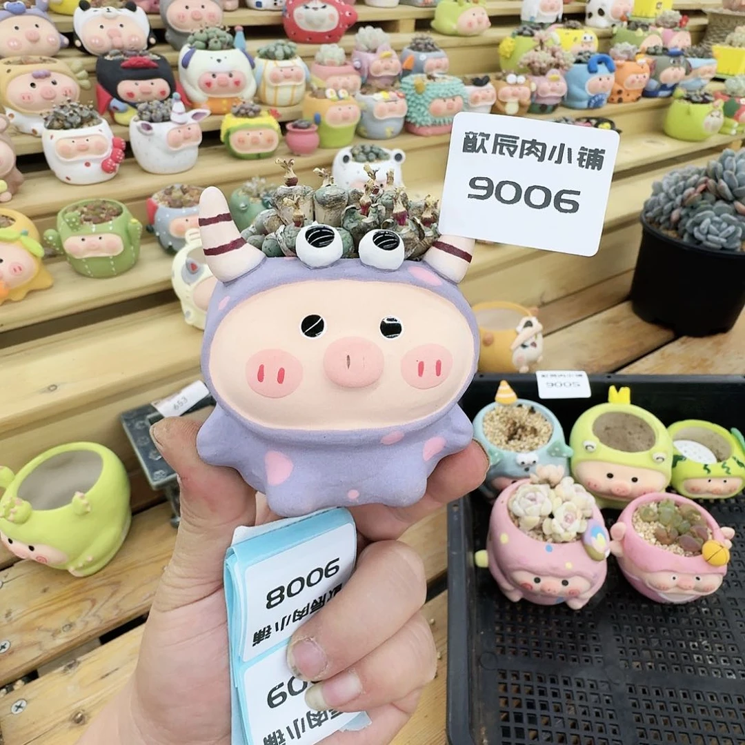 摩*多肉植物猪猪盆9006