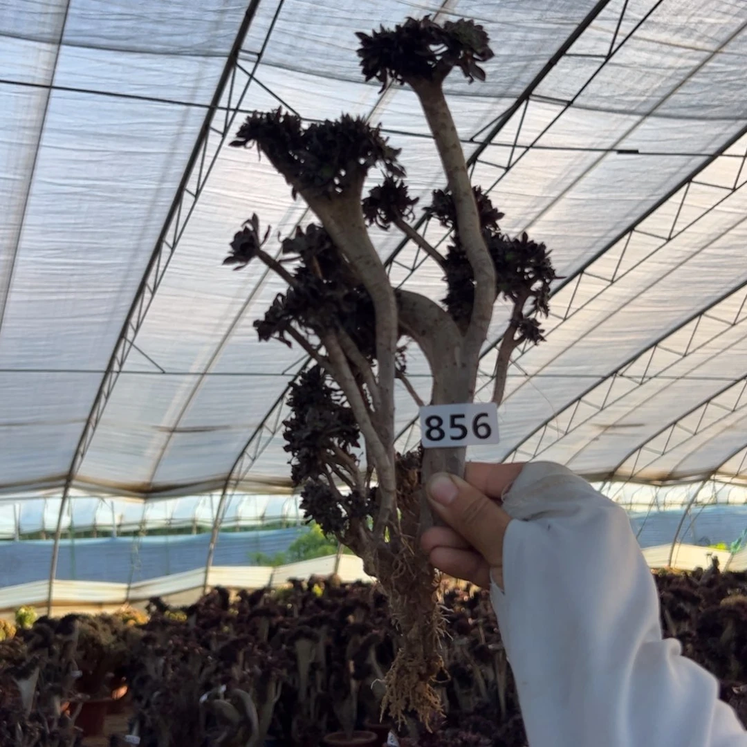 根少黑缀856满28包邮