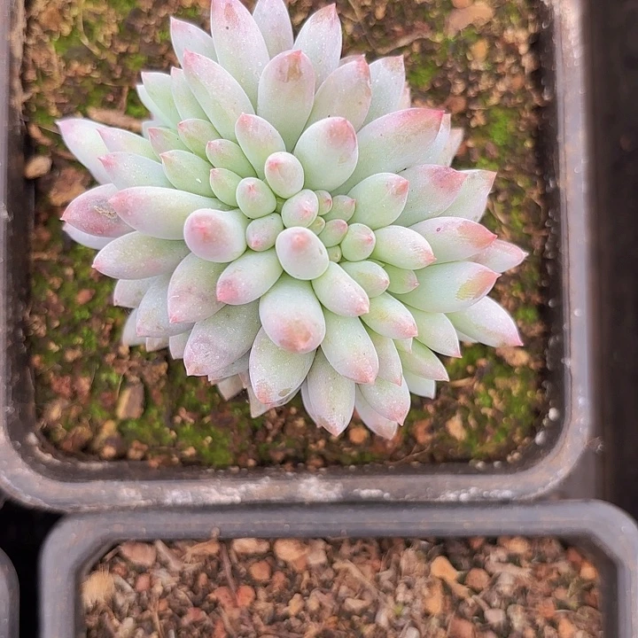 小哥特缀（包邮区拍满18包邮，偏远地区1号链接拍十块运费）