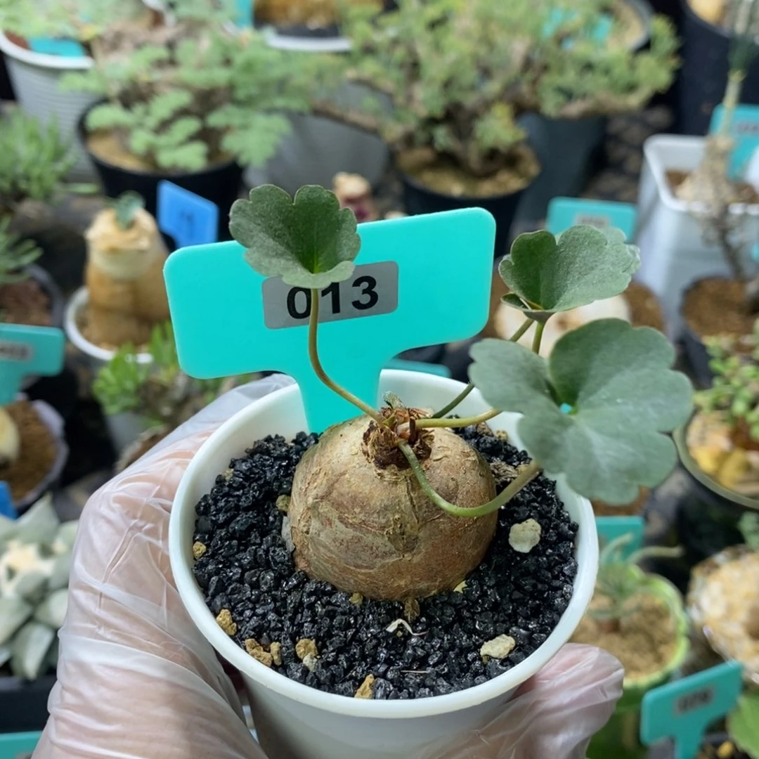 肾叶杨奎多肉植物