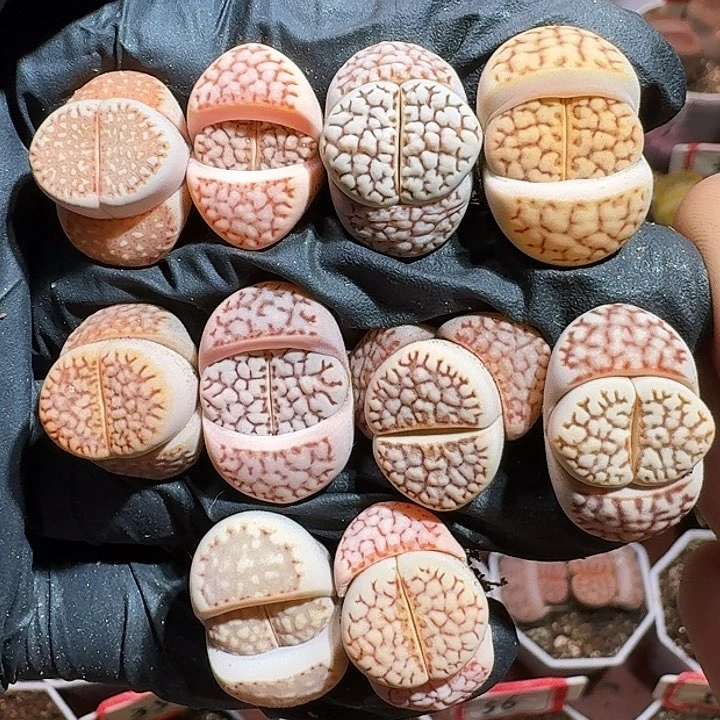 生石花11111111。  176