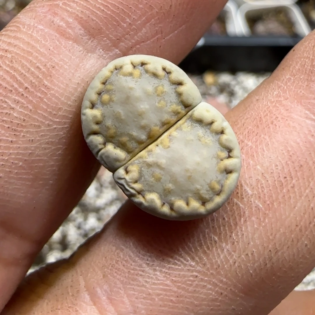 9.23。   215饼干。  2049