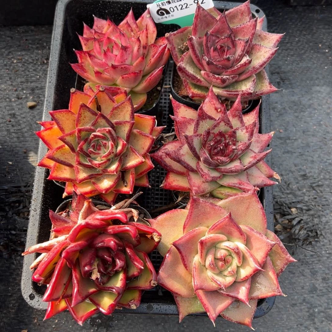 从前慢多肉精选编号0122.92