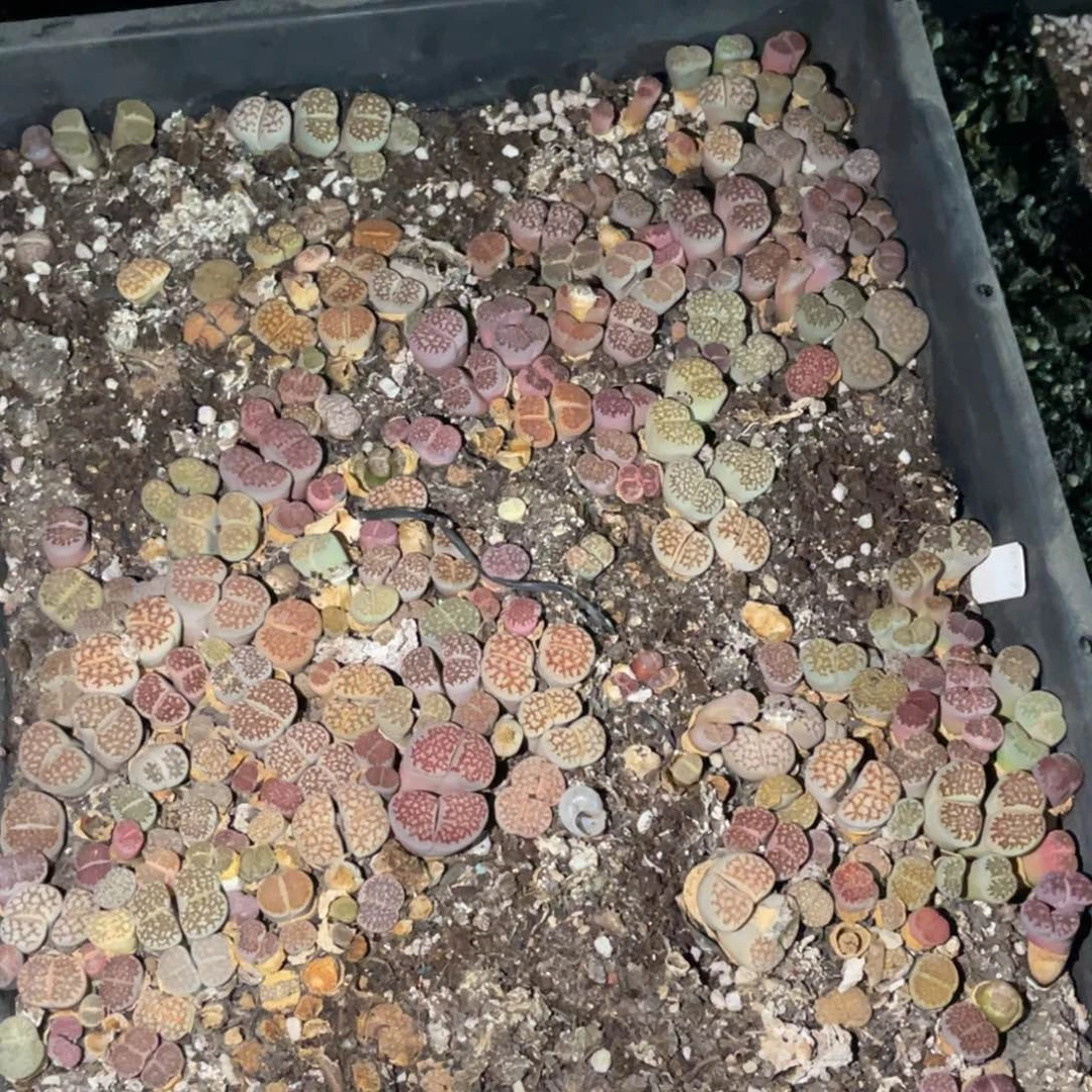 幺***零7313福利筐1不售后