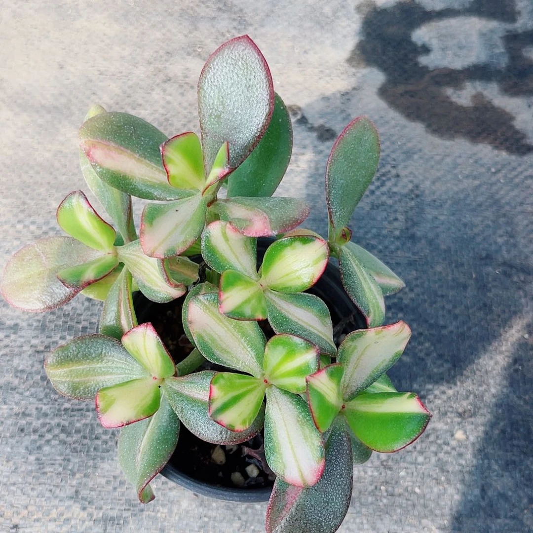 忘了名字的锦一物一图