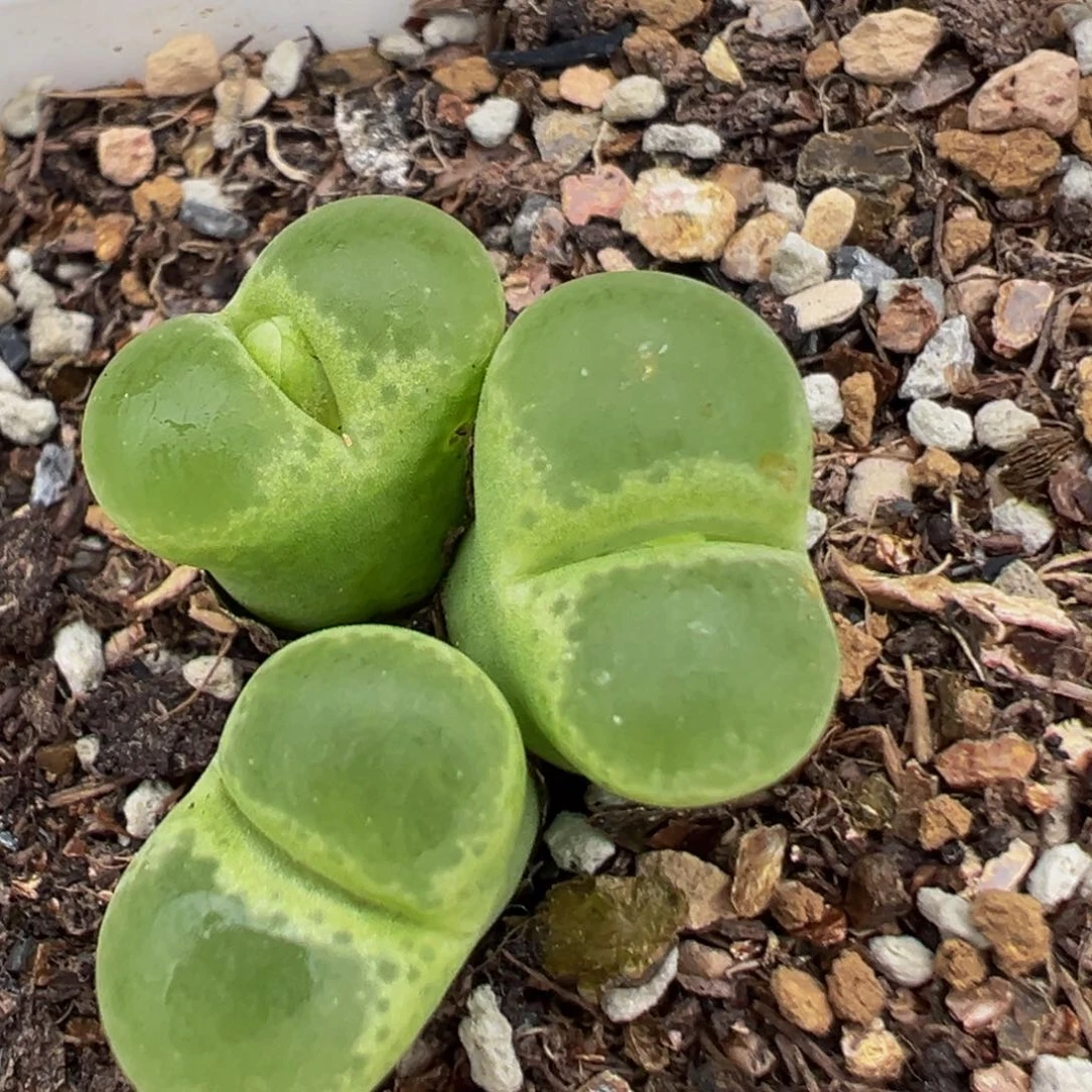 189多肉植物百科植物