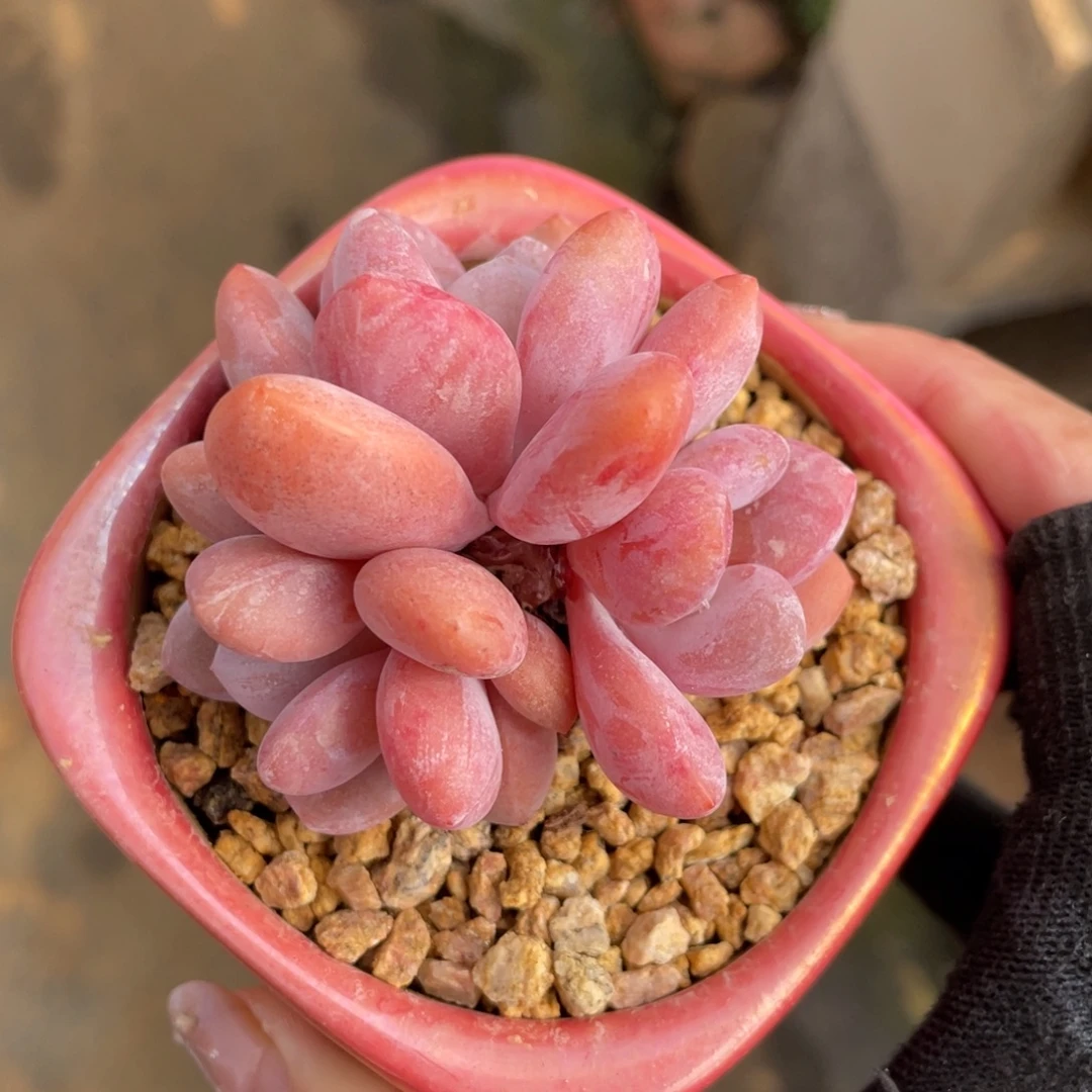 丸叶粉兔三头老桩