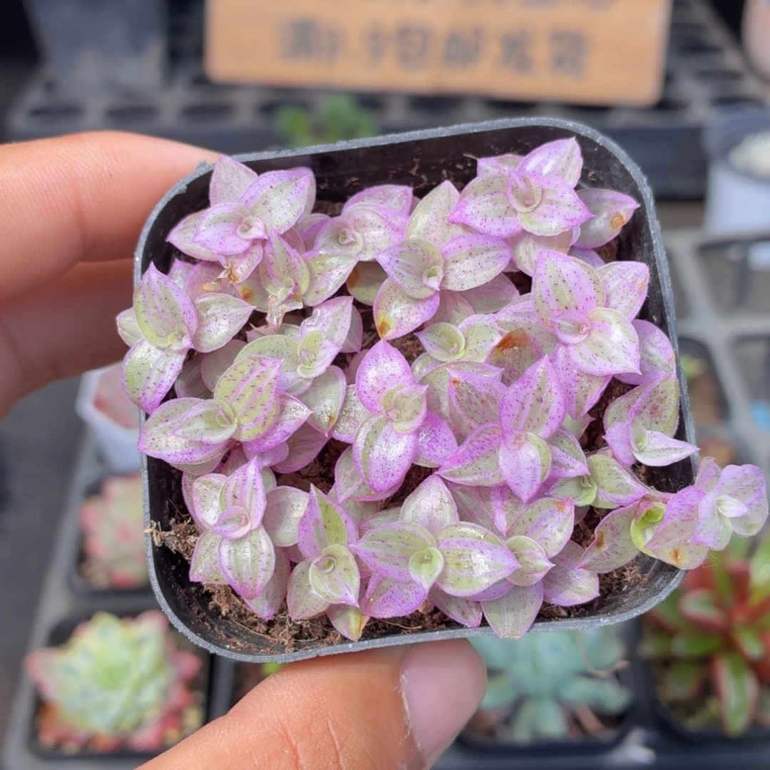 胭脂云多肉9.9包邮发货