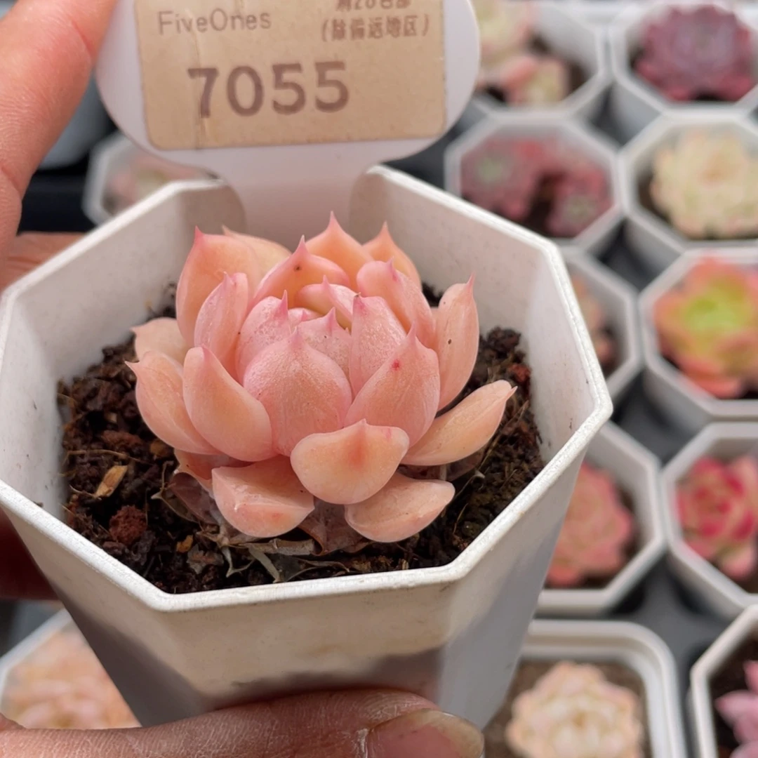 昂斯诺7055-4.5厘米