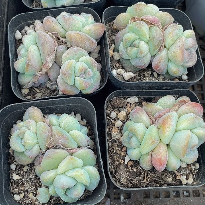 三头珍妮冰玉6.5方