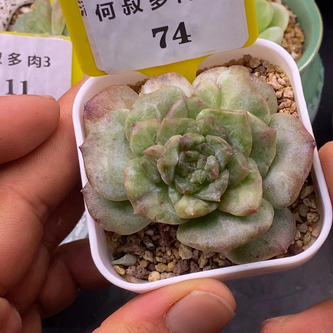 374优秀糖心石化变异