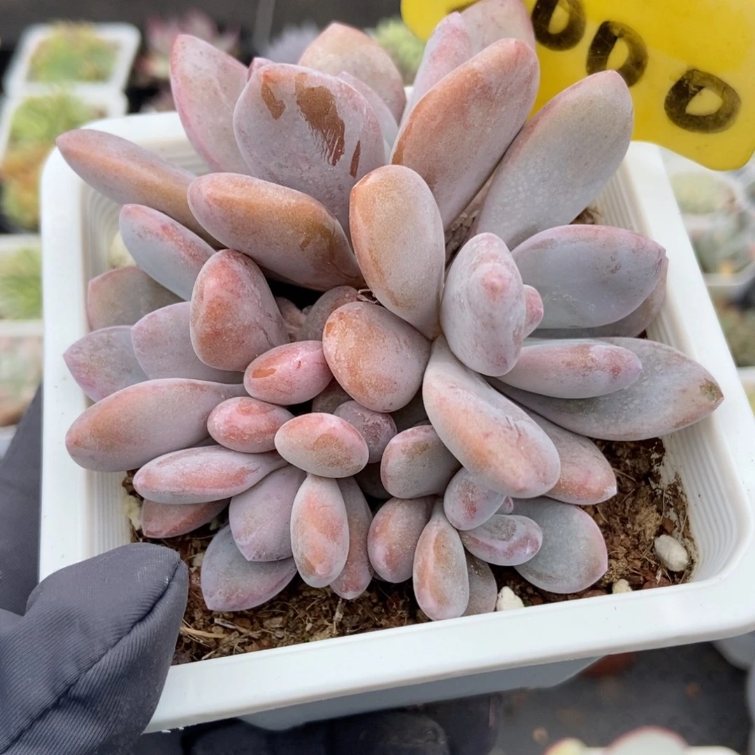 2000粉兔多肉植物