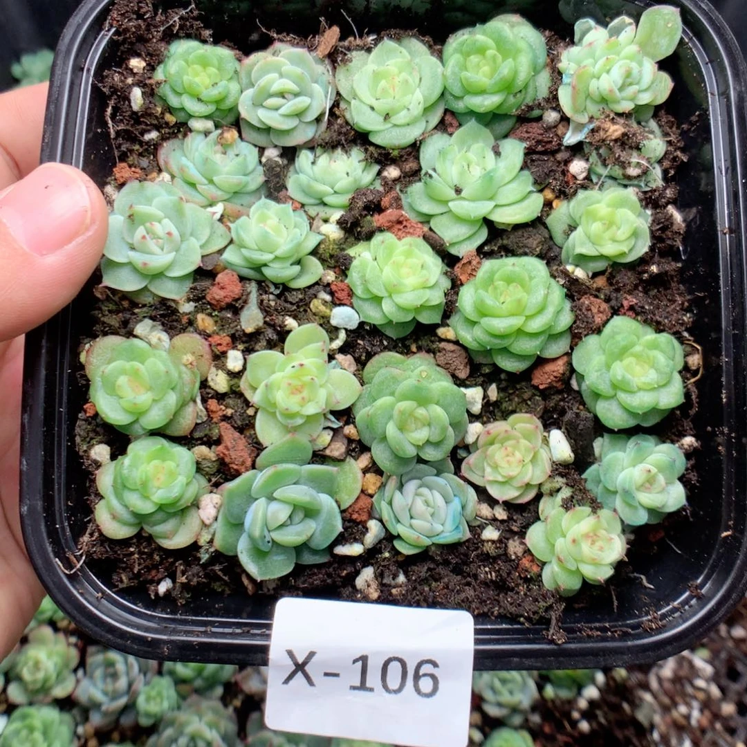 仙***花无花朵X106英语英语