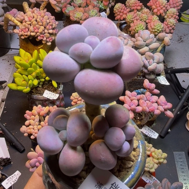 芭比奶酪349/5cm多肉