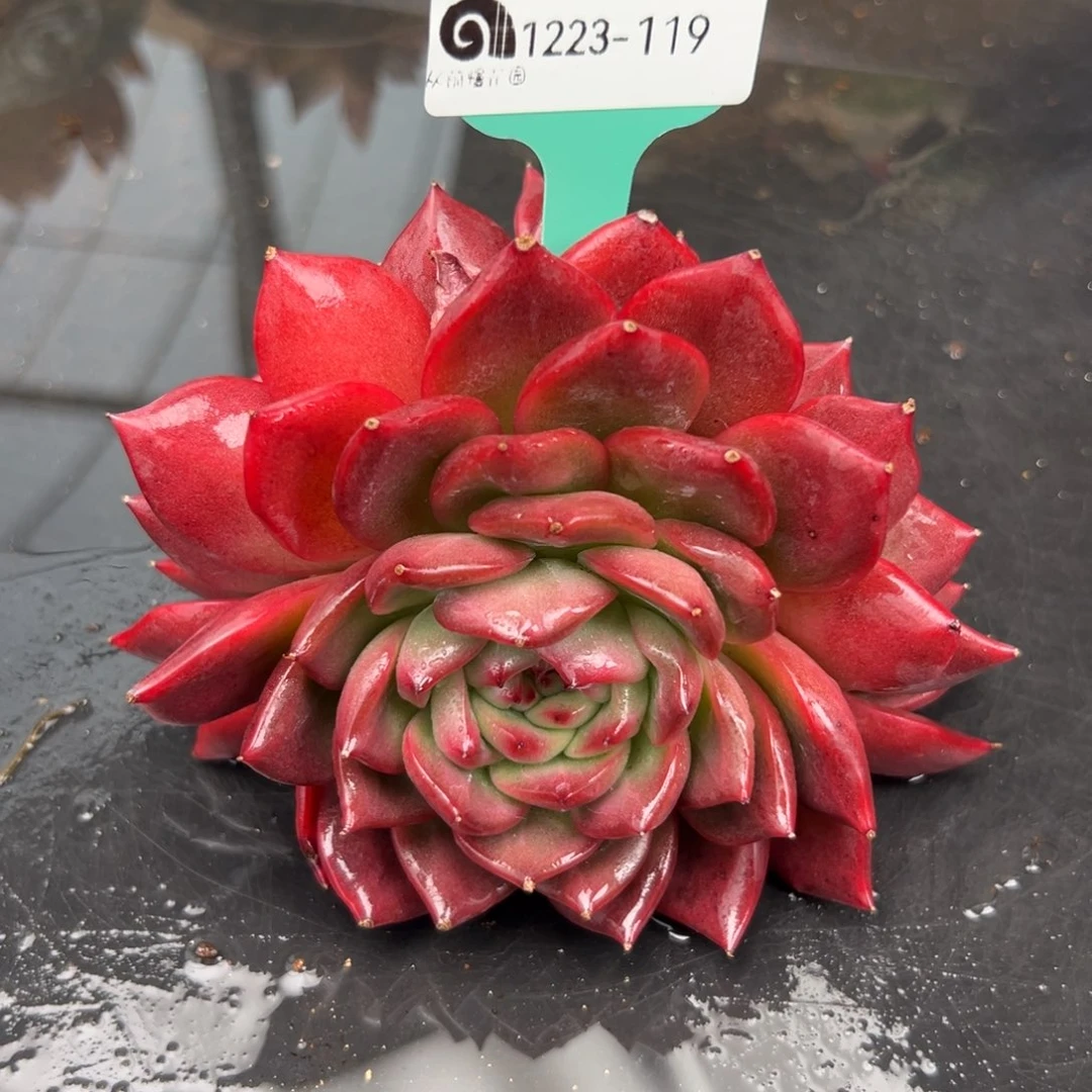 从前慢花园多肉编号1223-119