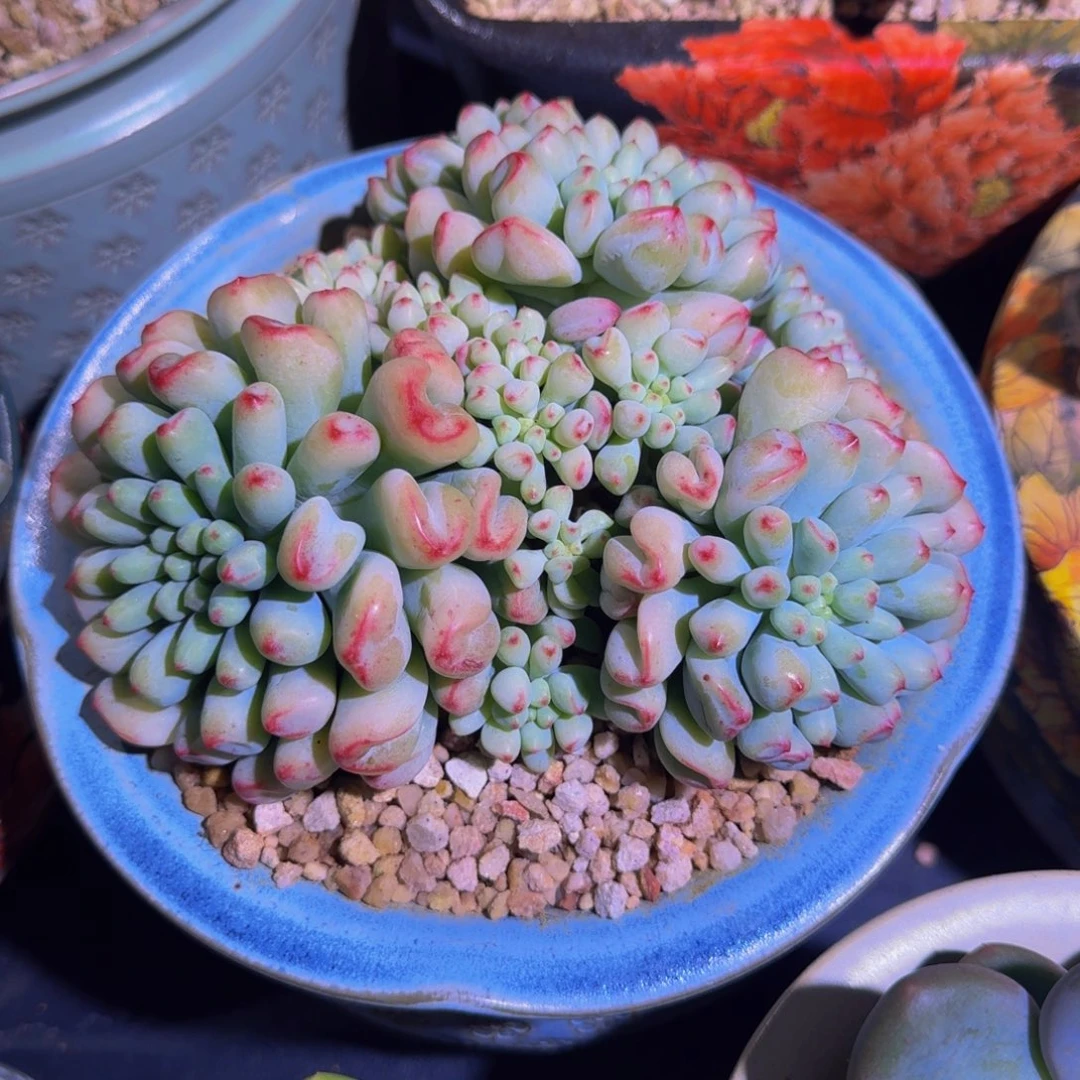 超奶杂交 （克拉之心）一物一拍