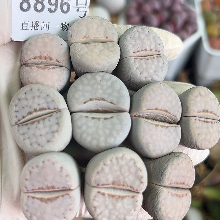 8896 好养易活生石花大母本10个2-2.5cm有点干特价