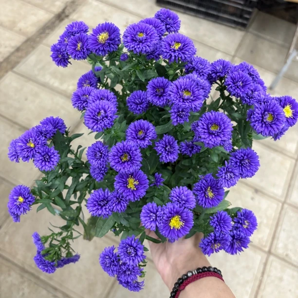 【缤纷甄选】精品紫菀尼可130规格到手一盆