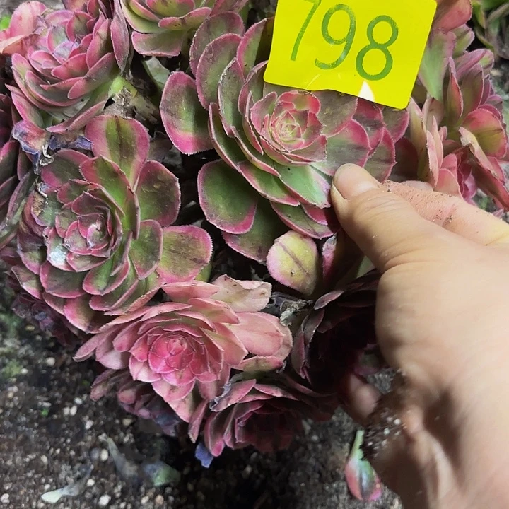 多肉植物海神798个