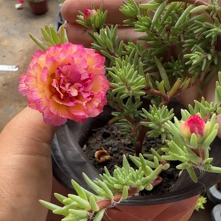 无花朵量拍粉墨纸醉金迷超小苗盆口10cm