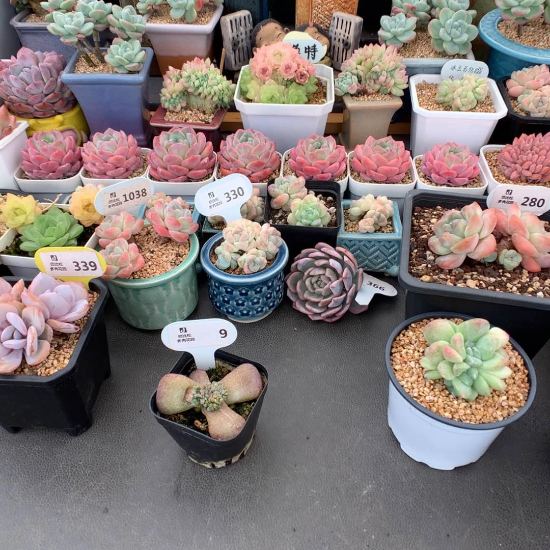 ?****9 冰玉石化多肉多肉