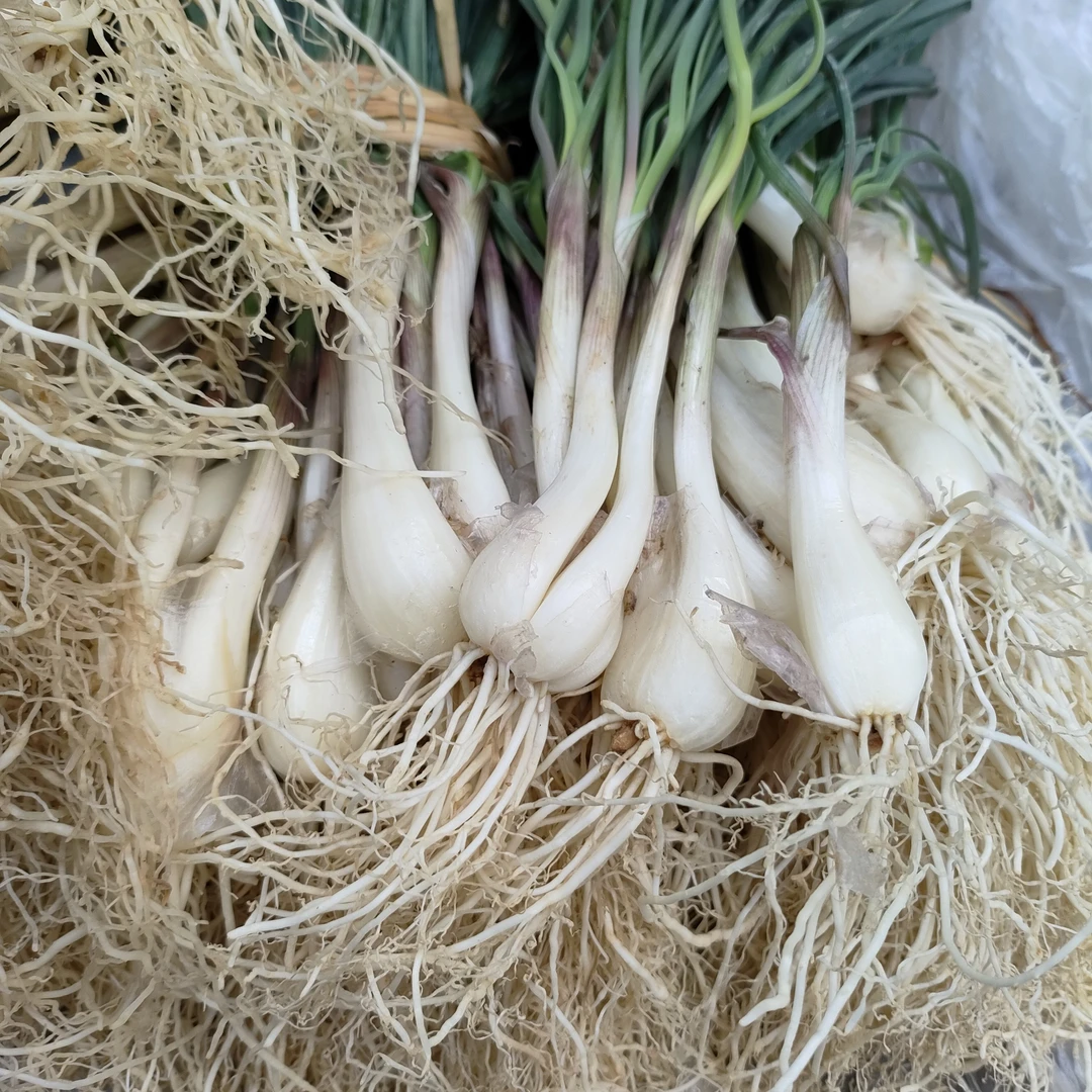 罗城仫佬族农家教头