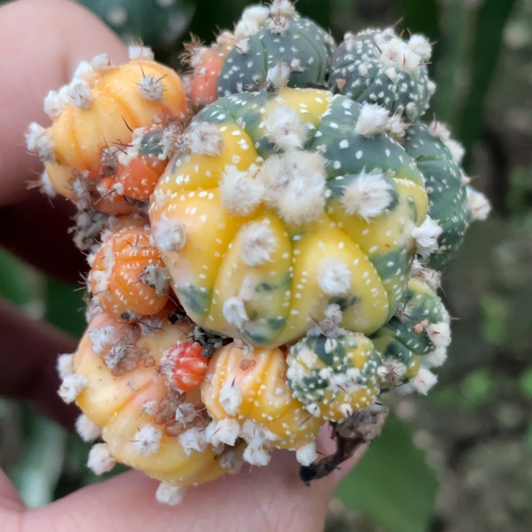 全部花朵雪花兜群体 仙人球