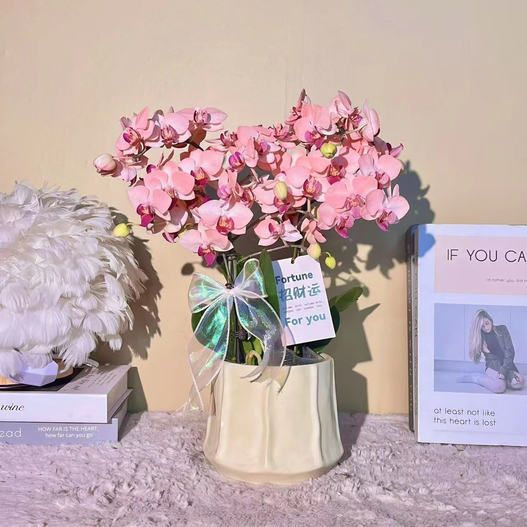 花掌柜  粉水晶 蝴蝶兰 年宵花 特殊工艺   植物上色蝴蝶兰真花
