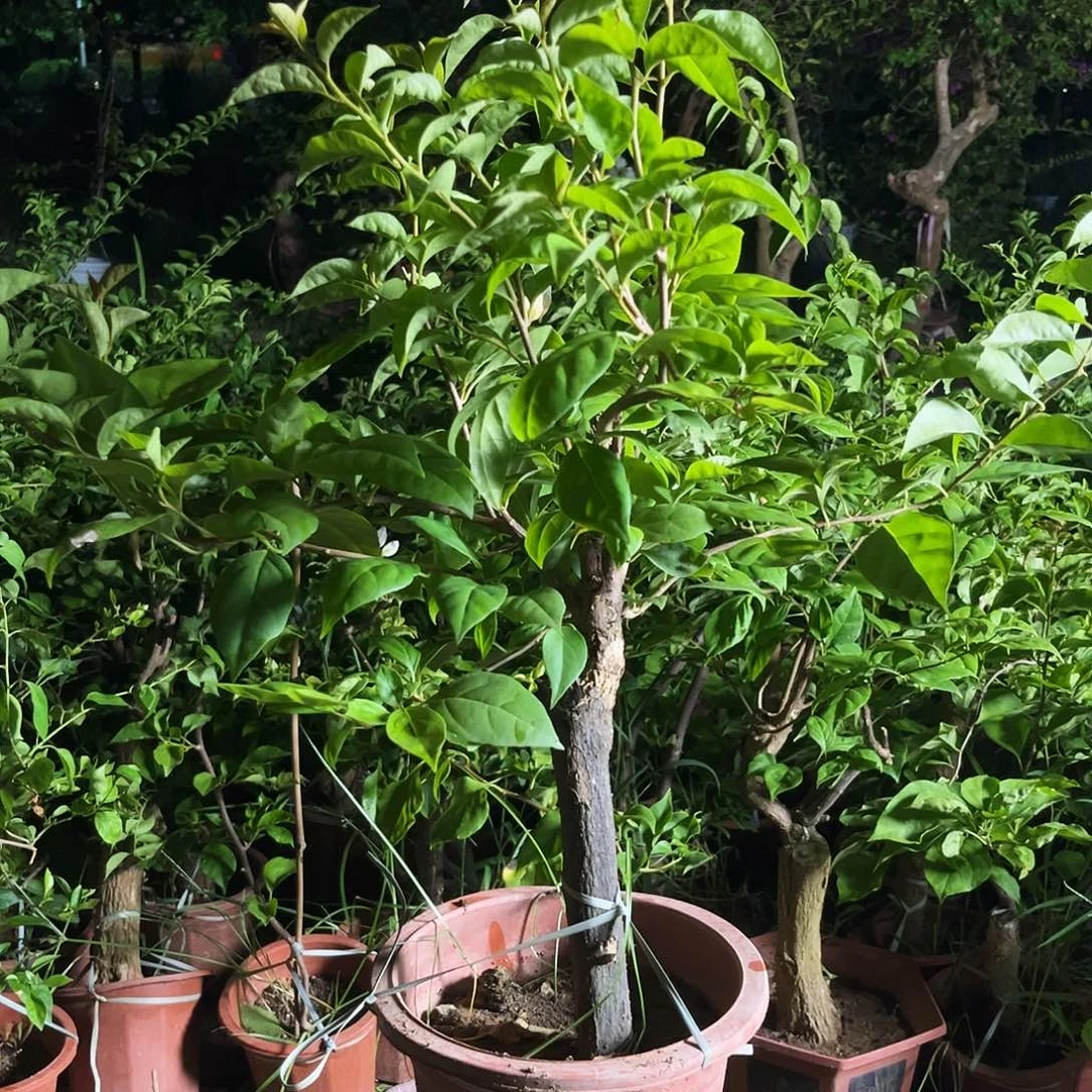 完全开放三角梅三角梅205