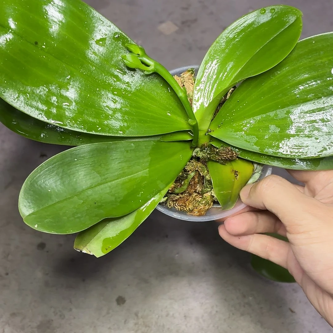 当前无花朵，栽培后可花朵A2076弥陀绿老虎