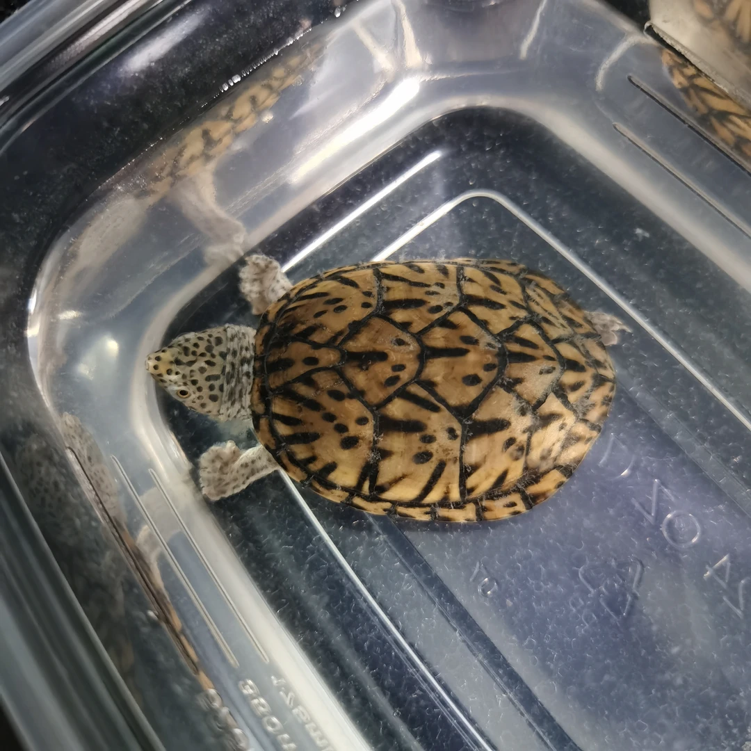 精品小亚成 母910【直播间现货】巨头蛋龟 对版发货 包活到家5.1